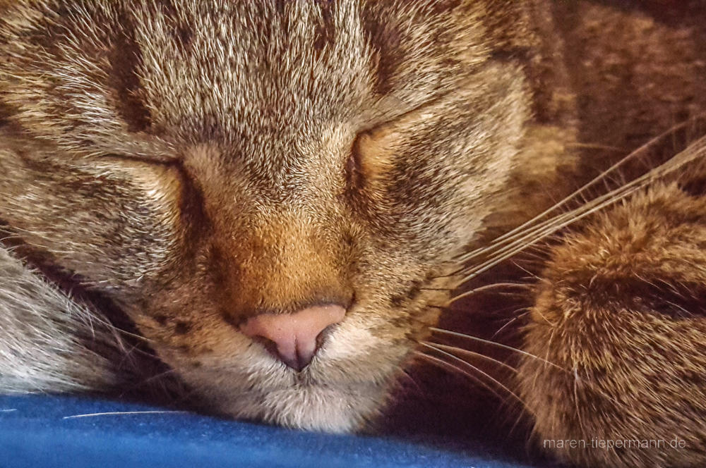 getigerter Kater