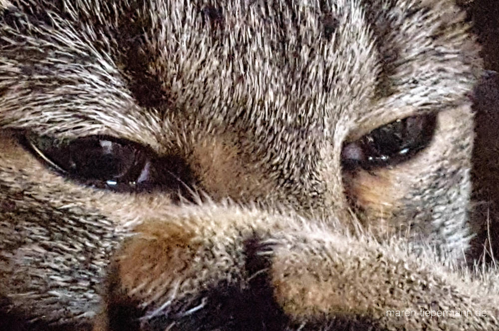 getigerter Kater